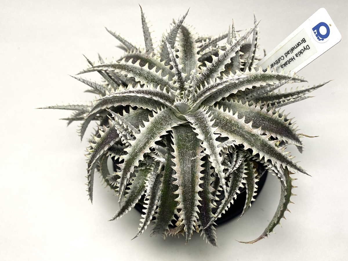 Dyckia 'Hotaka' （ディッキア 'ホタカ'）BBY 流の育て方 ＆ 生育記録