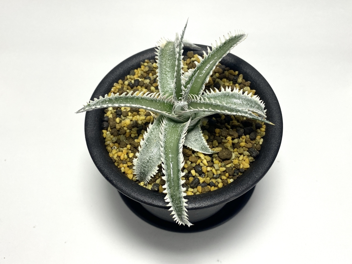 Dyckia 'Wasabi' （ディッキア 'ワサビ'）BBYの育て方 & 生育記録 Vol