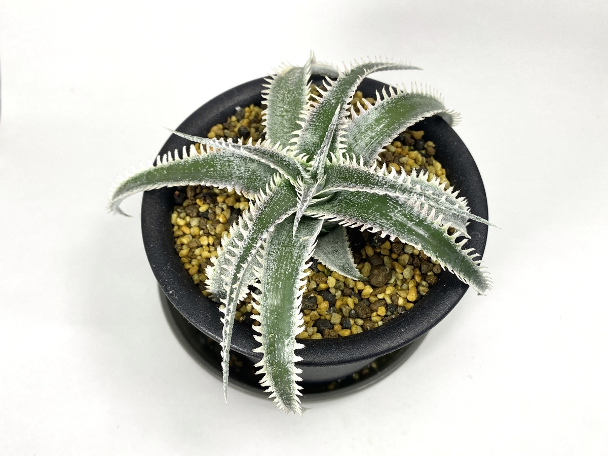 ディッキア ワサビ群生 Dyckia 'Wasabi' （ディッキア 'ワサビ'）BBYの育て方 & 生育記録 Vol