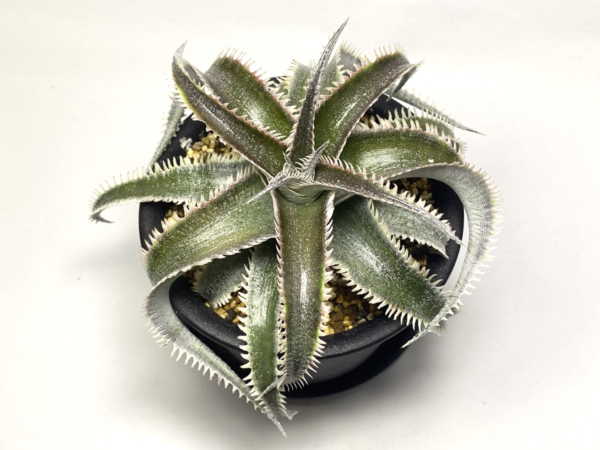 Dyckia 'Wasabi' （ディッキア 'ワサビ'）BBYの育て方 & 生育記録 Vol