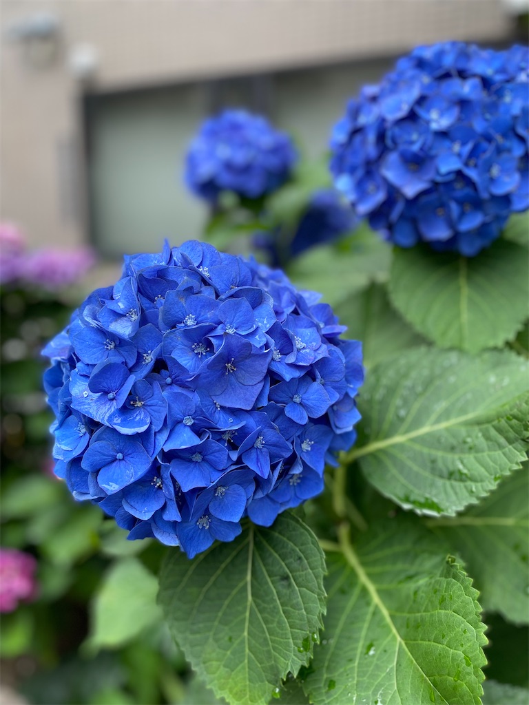 f:id:BarFish:20230612130122j:image f:id:BarFish:20230612130122j:image