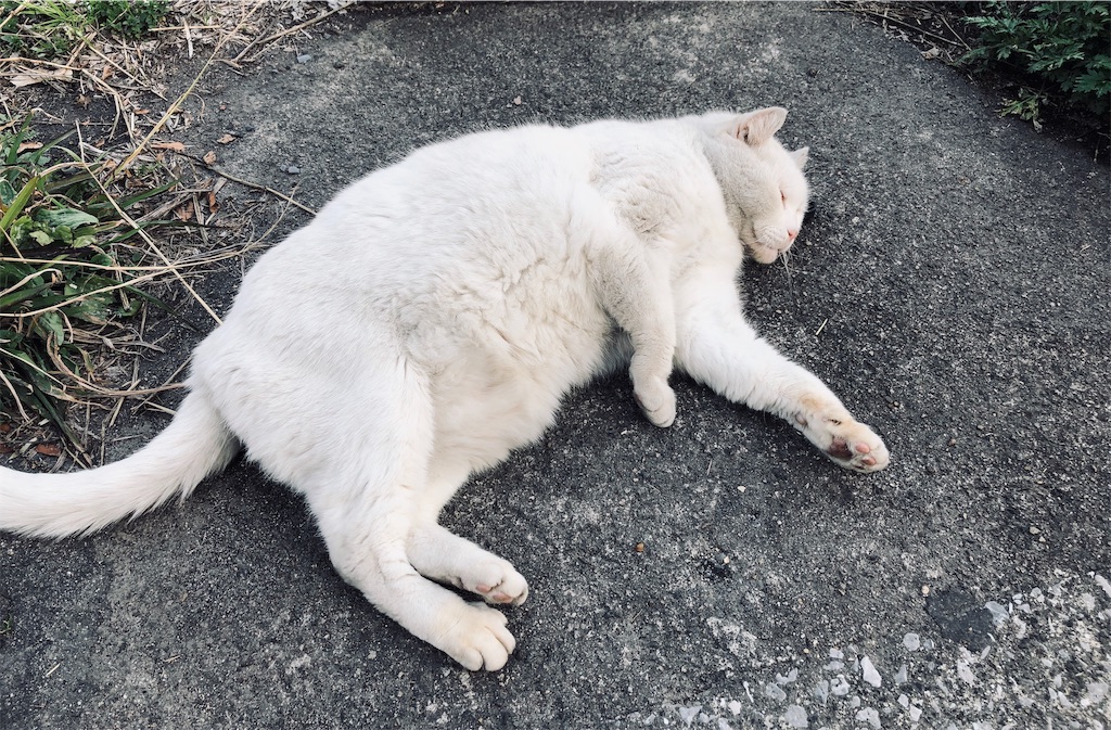 f:id:BaseBassBrass:20190226225519j:image