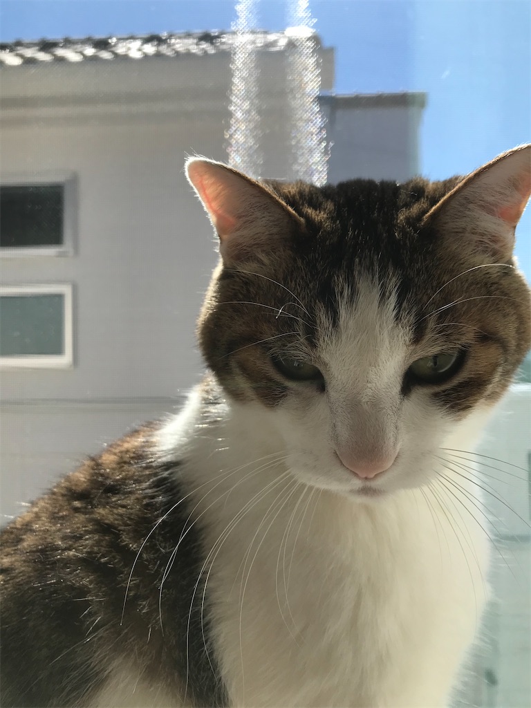 猫 が 死ん だ 夢