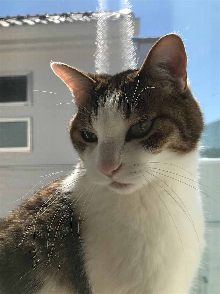 死ん だ 猫 の 夢