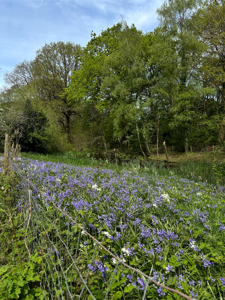 Hampstead Heath Extentionの散歩とOld Bull and BushのSunday Roast 2度目のイギリス生活