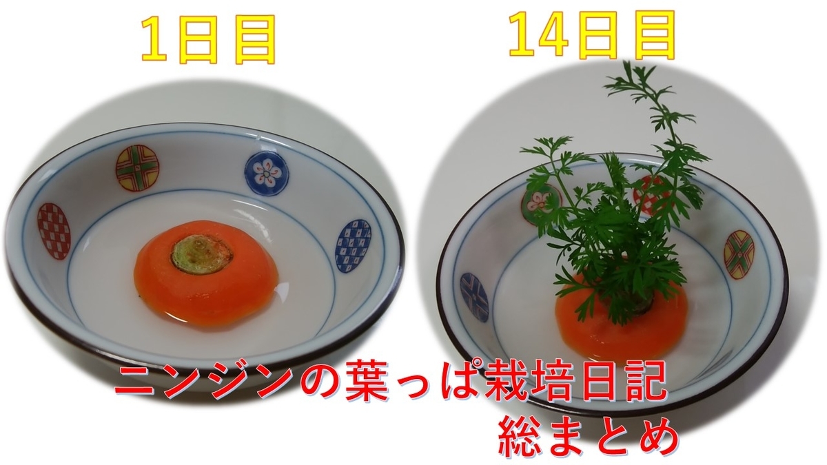 f:id:Benia:20200725152241j:plain