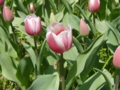 20100410114842