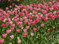 20100410114910