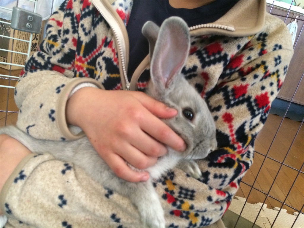 うさぎのトイレとは 人気 最新記事を集めました はてな