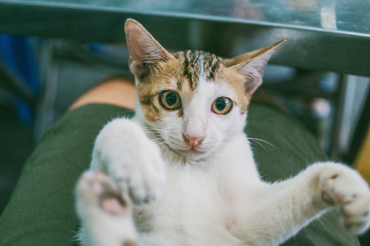 f:id:BestCatSupplement:20200420170747j:plain f:id:BestCatSupplement:20200420170747j:plain