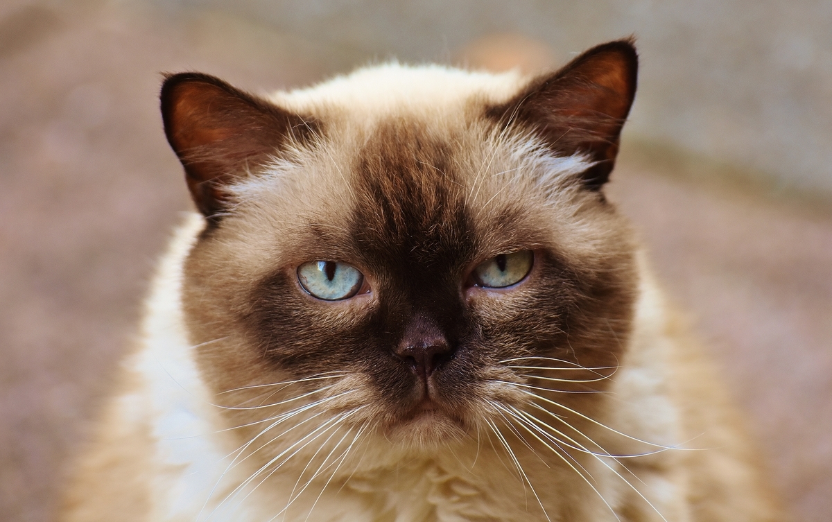 f:id:BestCatSupplement:20200420170930j:plain f:id:BestCatSupplement:20200420170930j:plain