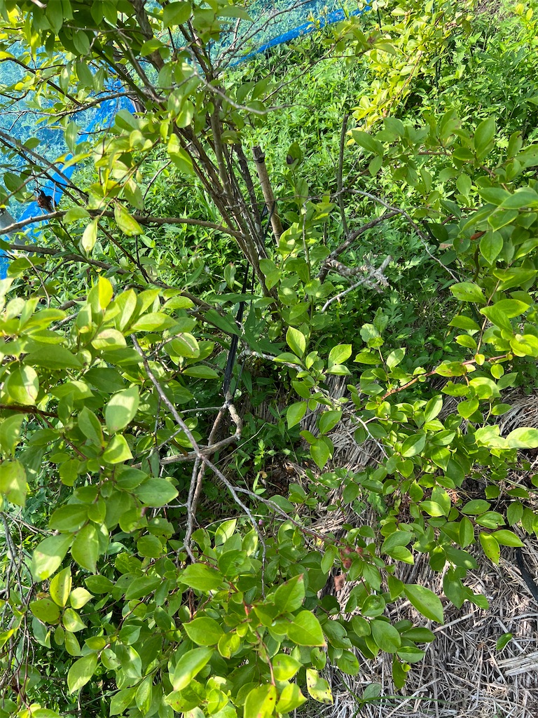 f:id:Beth-mama08092017:20250705235447j:image