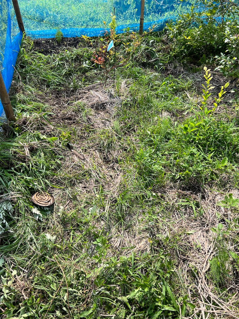 f:id:Beth-mama08092017:20250705235704j:image