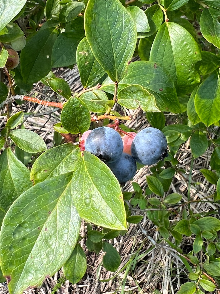 f:id:Beth-mama08092017:20250705235805j:image