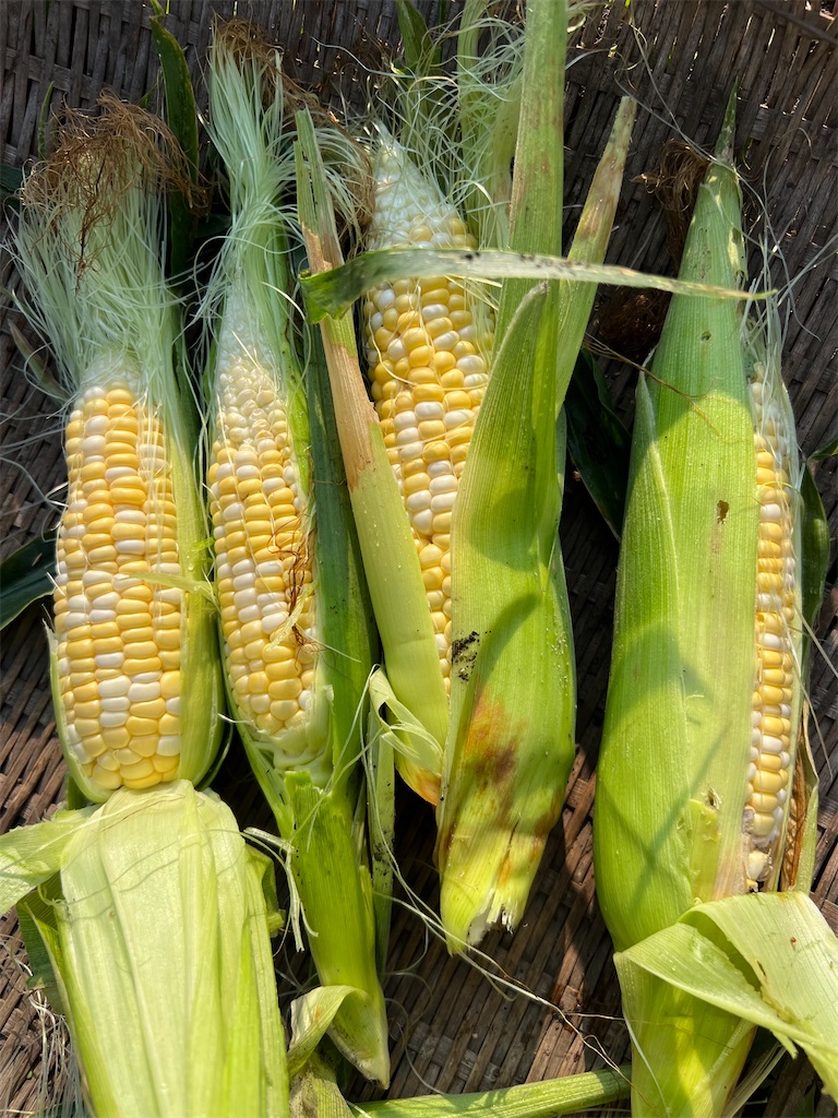 f:id:Beth-mama08092017:20250706002128j:image