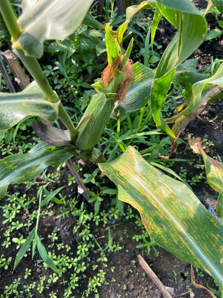 f:id:Beth-mama08092017:20250706002148j:image