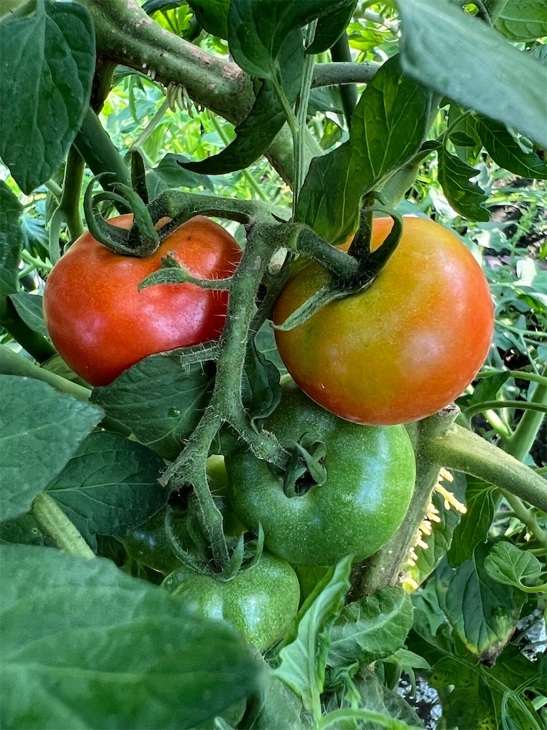 f:id:Beth-mama08092017:20250706002233j:image