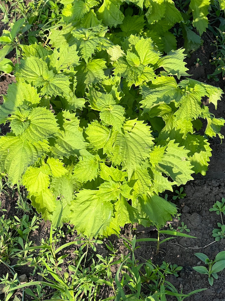 f:id:Beth-mama08092017:20250709222809j:image