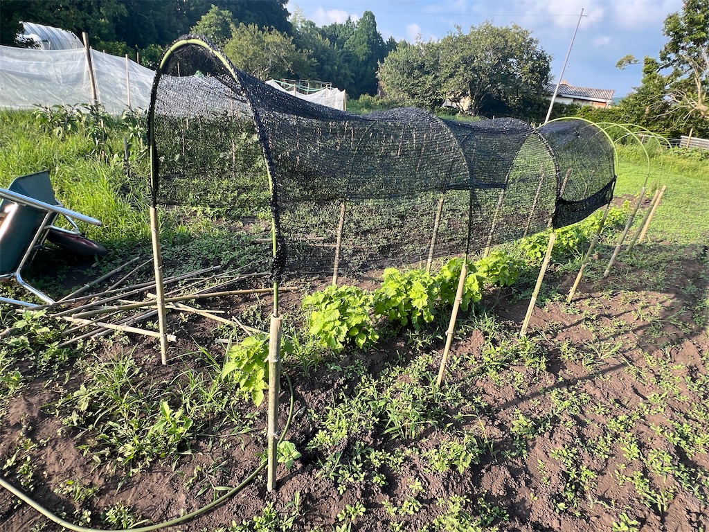 f:id:Beth-mama08092017:20250709222932j:image