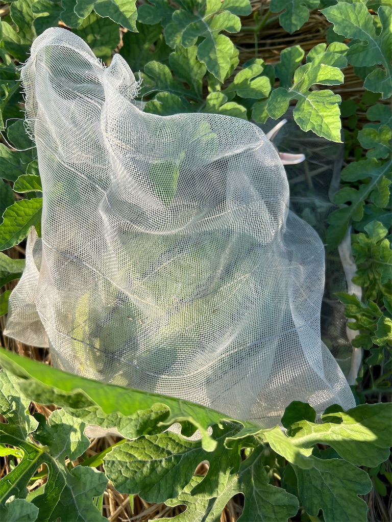 f:id:Beth-mama08092017:20250709223453j:image