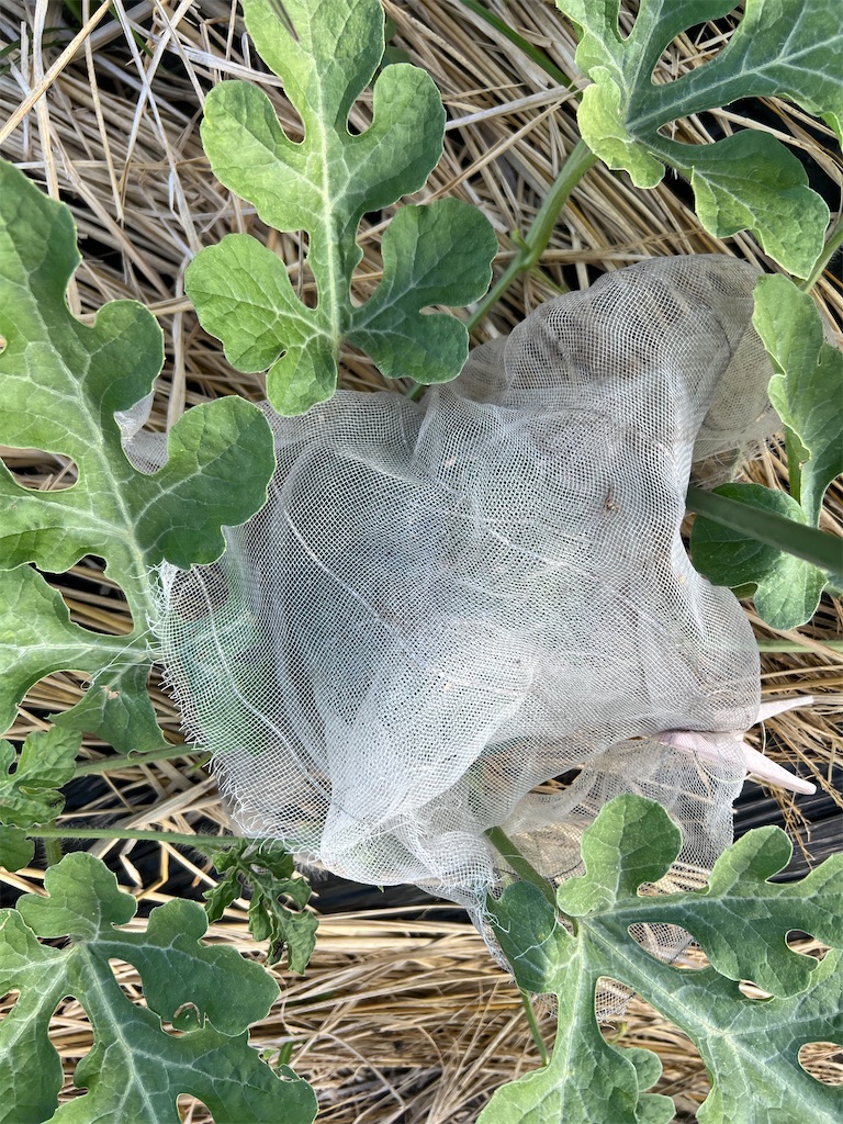 f:id:Beth-mama08092017:20250709223555j:image