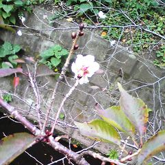 丸子側べりの十月桜