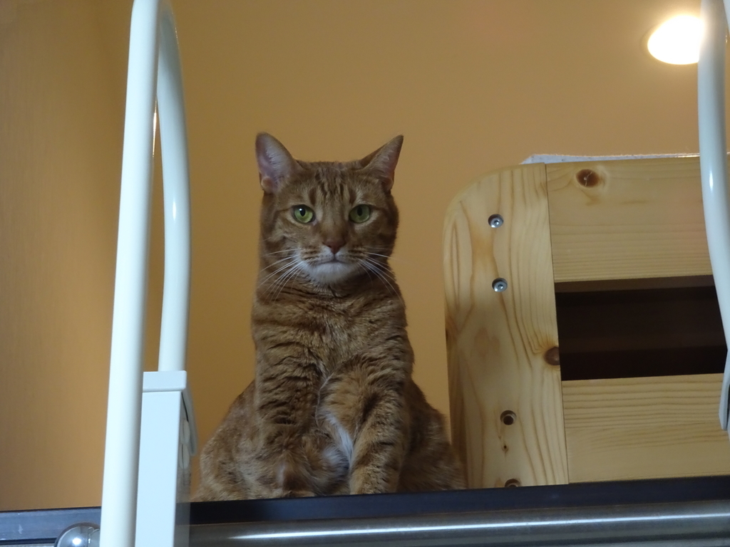 f:id:Betty0918:20181006211000j:plain f:id:Betty0918:20181006211000j:plain