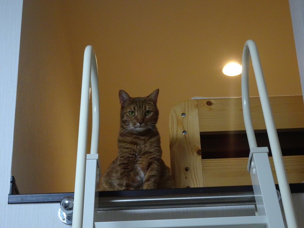 f:id:Betty0918:20181006213723j:plain f:id:Betty0918:20181006213723j:plain