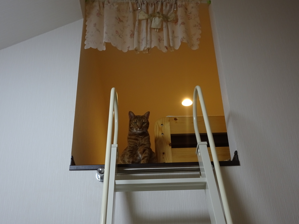 f:id:Betty0918:20181006213915j:plain f:id:Betty0918:20181006213915j:plain