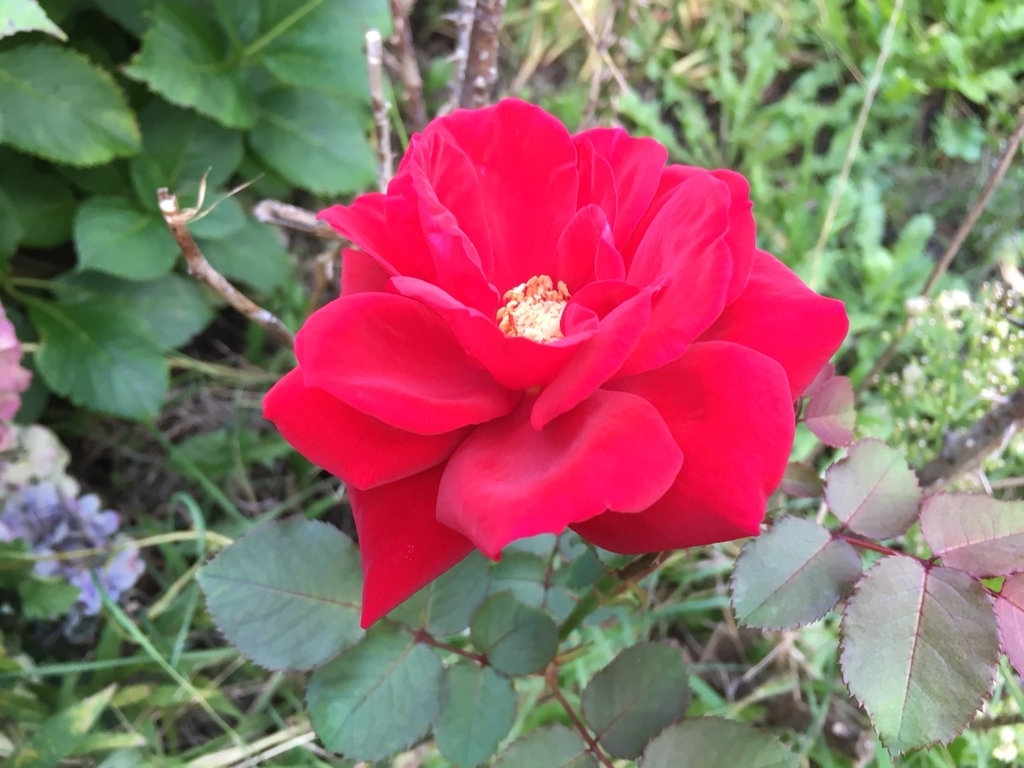 f:id:Betty0918:20181010184309j:plain f:id:Betty0918:20181010184309j:plain