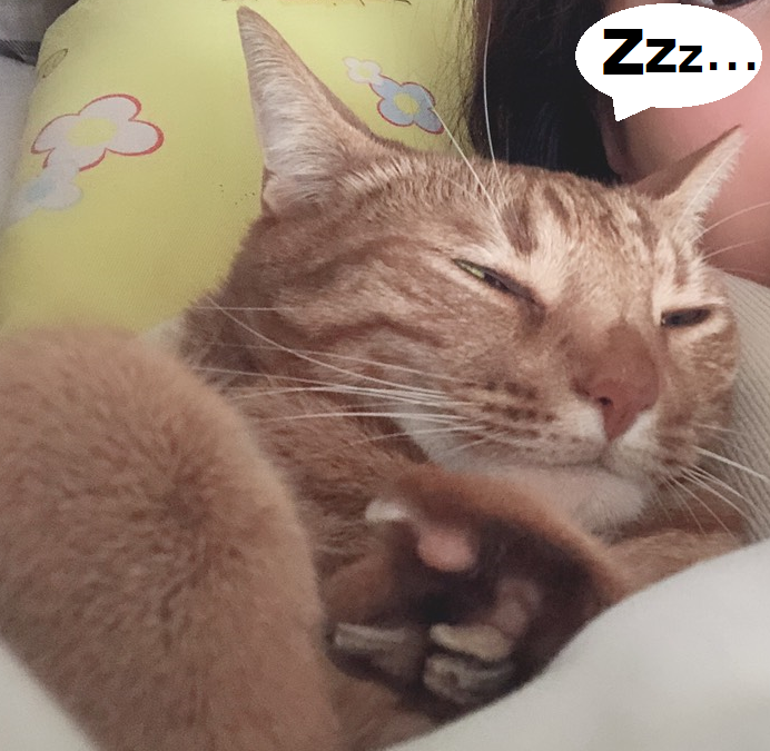 f:id:Betty0918:20190102211153p:plain f:id:Betty0918:20190102211153p:plain