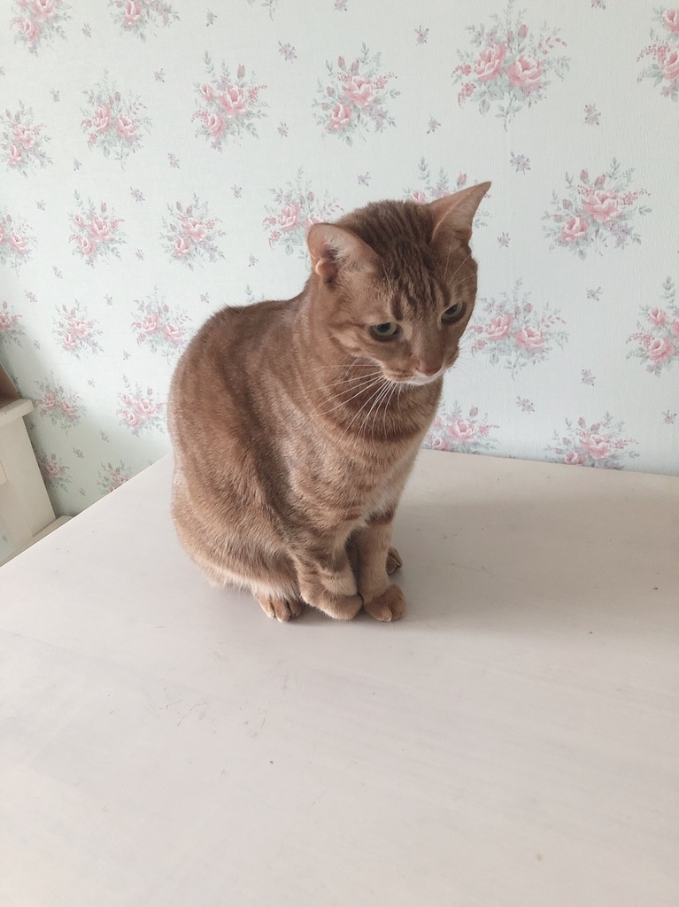 f:id:Betty0918:20190102211313j:plain f:id:Betty0918:20190102211313j:plain