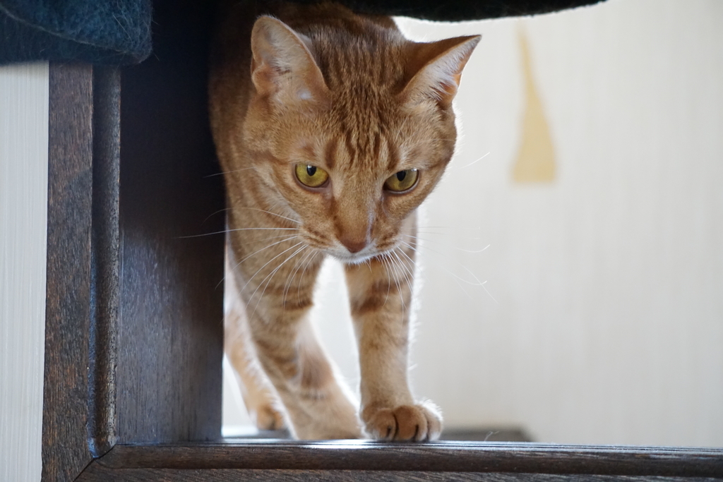 f:id:Betty0918:20190109104058j:plain f:id:Betty0918:20190109104058j:plain