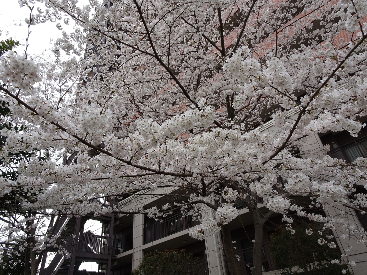 f:id:Betty0918:20190328182741j:plain f:id:Betty0918:20190328182741j:plain