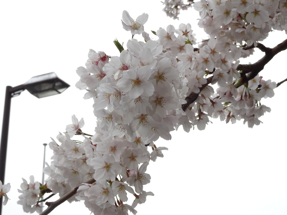 f:id:Betty0918:20190328182901j:plain f:id:Betty0918:20190328182901j:plain