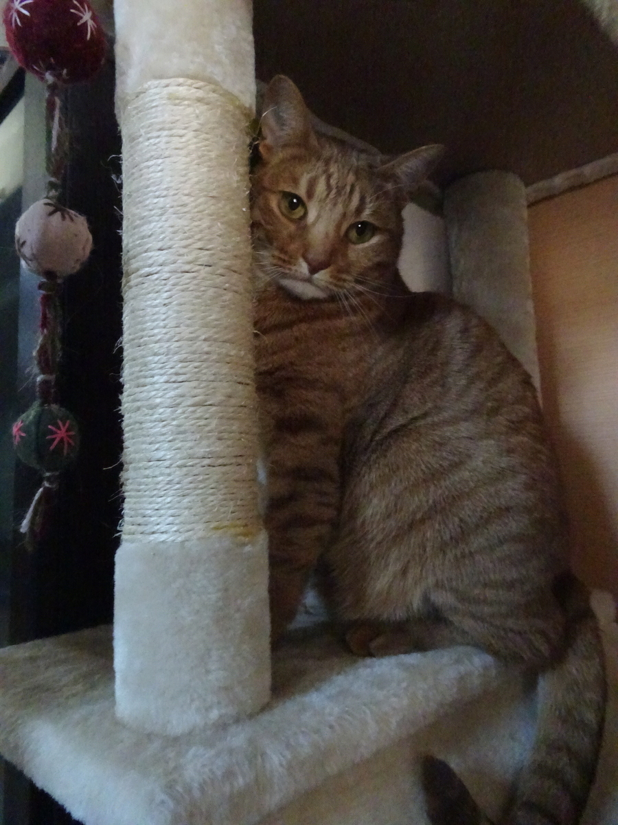 f:id:Betty0918:20190328191446j:plain f:id:Betty0918:20190328191446j:plain