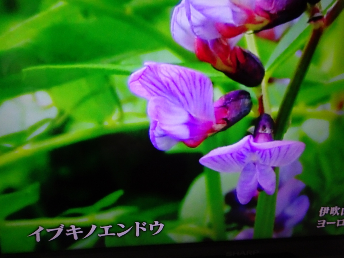 f:id:Betty0918:20190427171130j:plain f:id:Betty0918:20190427171130j:plain