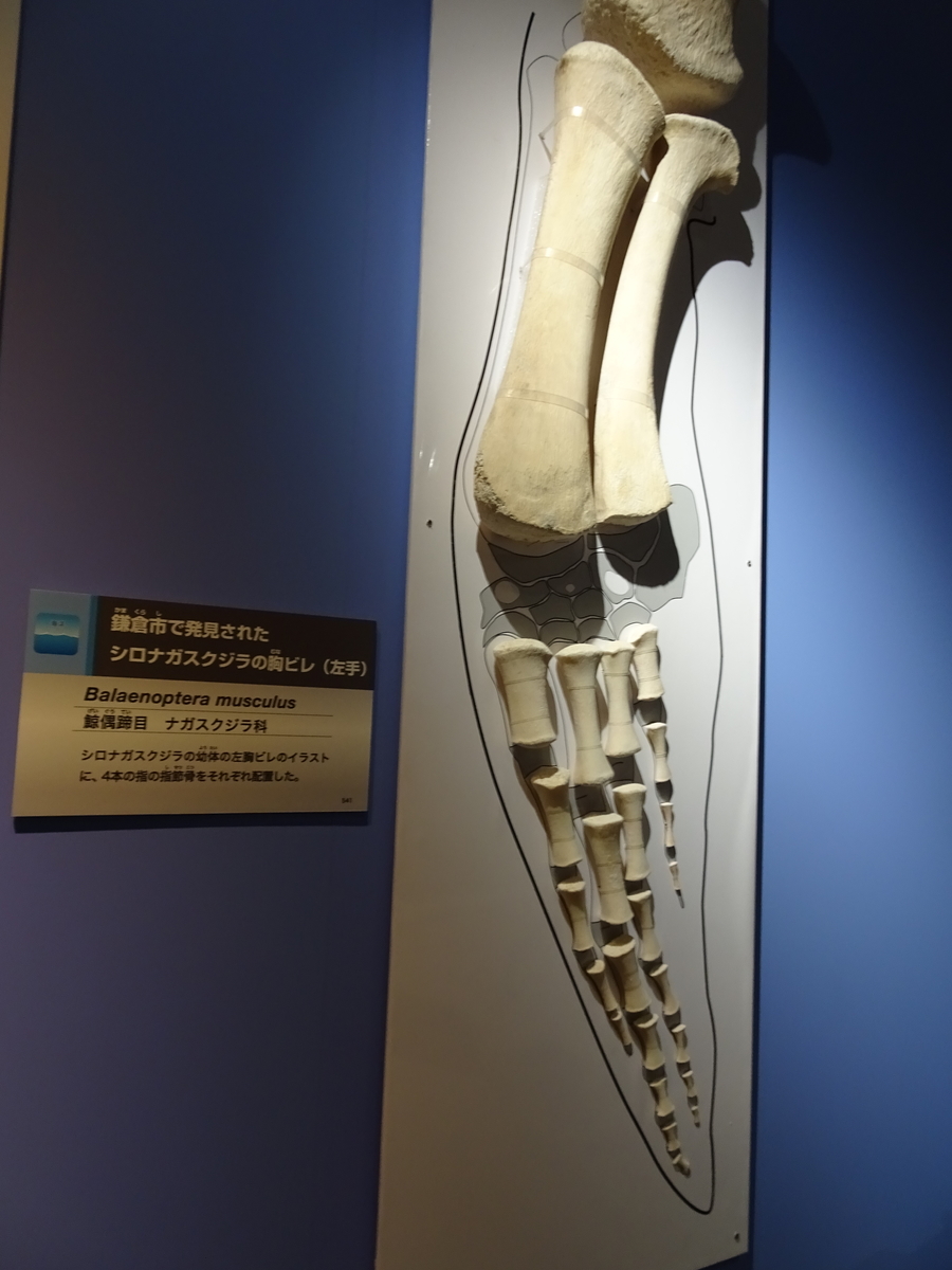 f:id:Betty0918:20190513203427j:plain