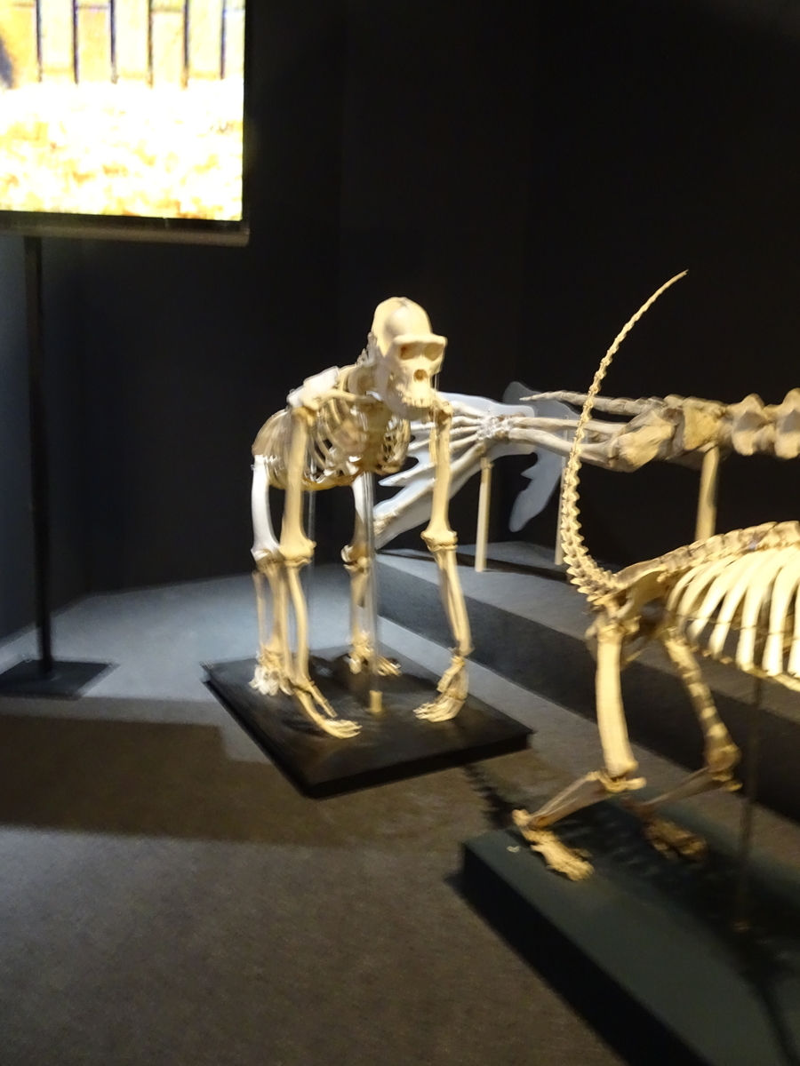 f:id:Betty0918:20190513204625j:plain