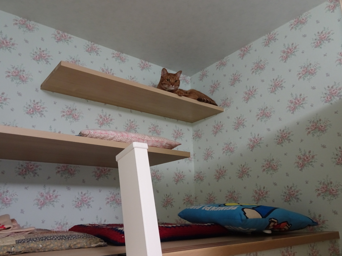 f:id:Betty0918:20190613202837j:plain f:id:Betty0918:20190613202837j:plain