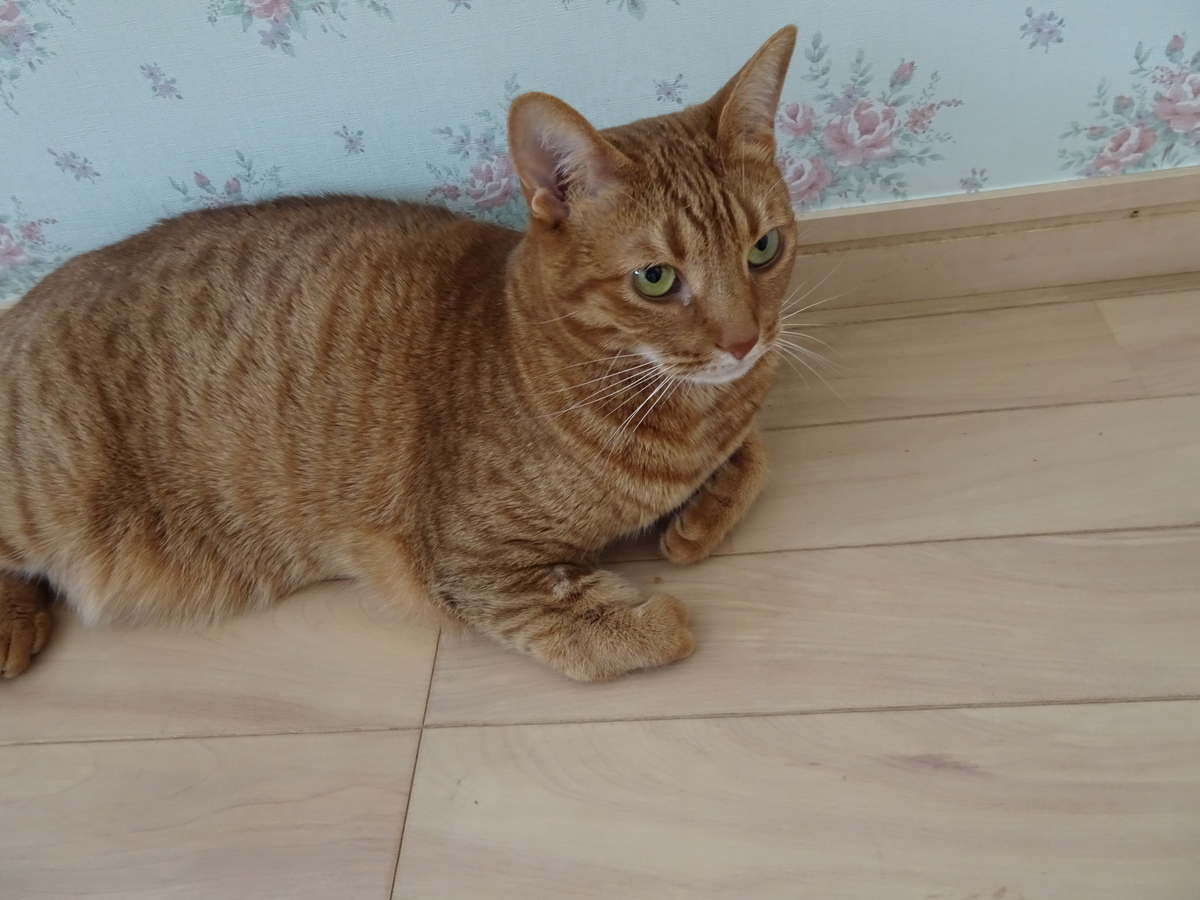 f:id:Betty0918:20190613203954j:plain f:id:Betty0918:20190613203954j:plain