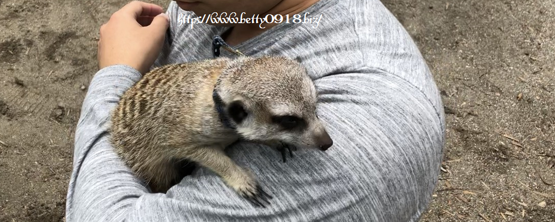 f:id:Betty0918:20190722164230p:plain
