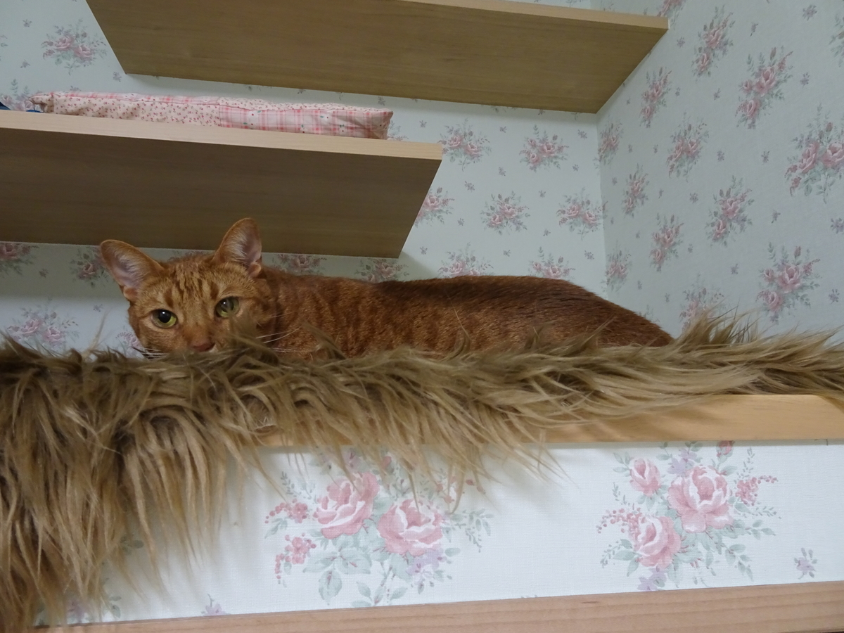 f:id:Betty0918:20190809232826j:plain