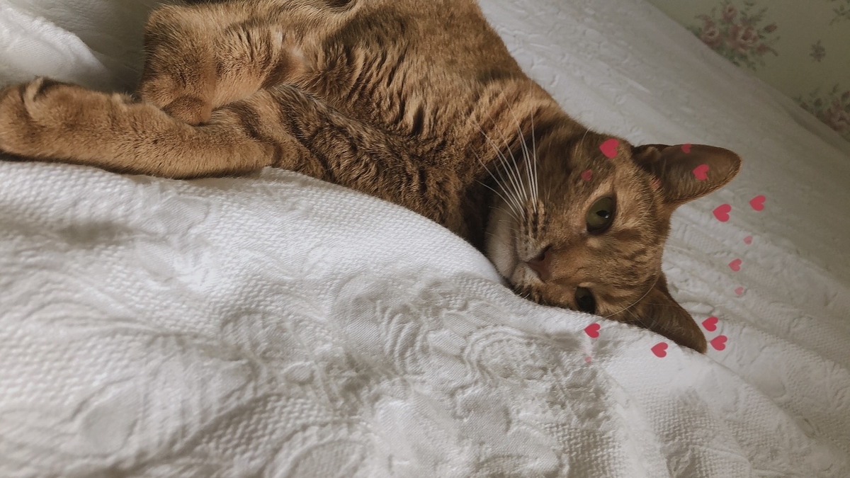 f:id:Betty0918:20190814214903j:plain