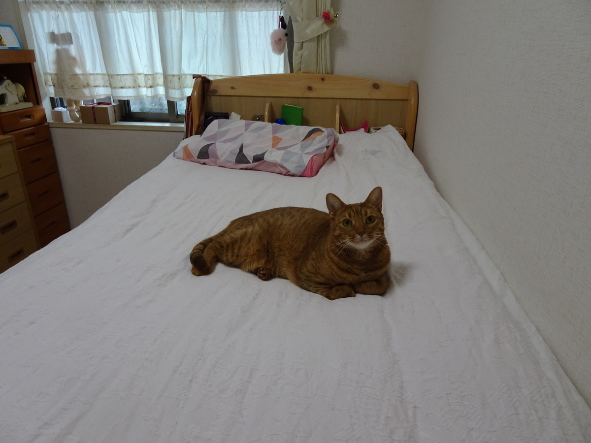 f:id:Betty0918:20190823152235j:plain