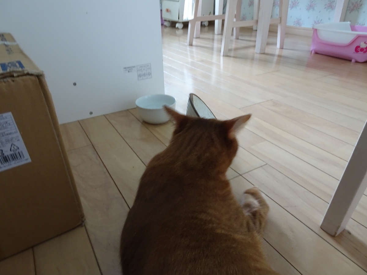 f:id:Betty0918:20190827110349j:plain f:id:Betty0918:20190827110349j:plain