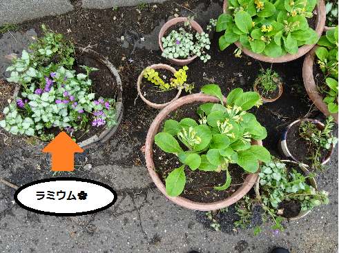 f:id:Betty0918:20191001153000p:plain