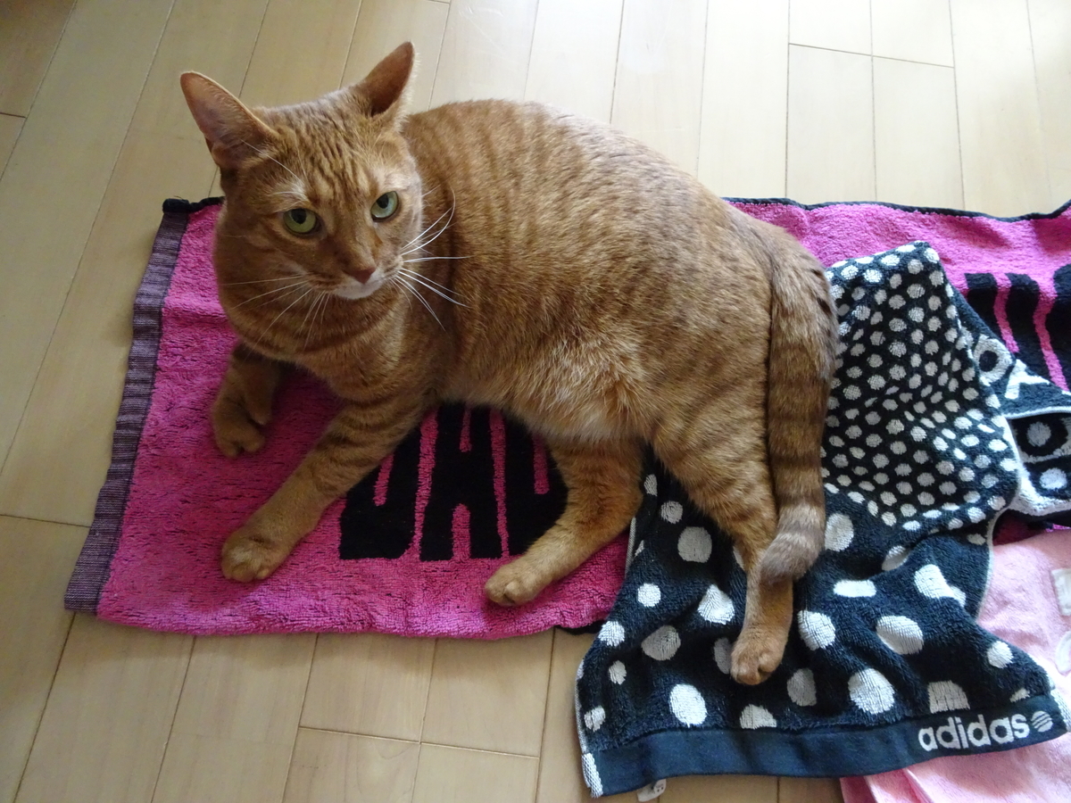 f:id:Betty0918:20191004171750j:plain