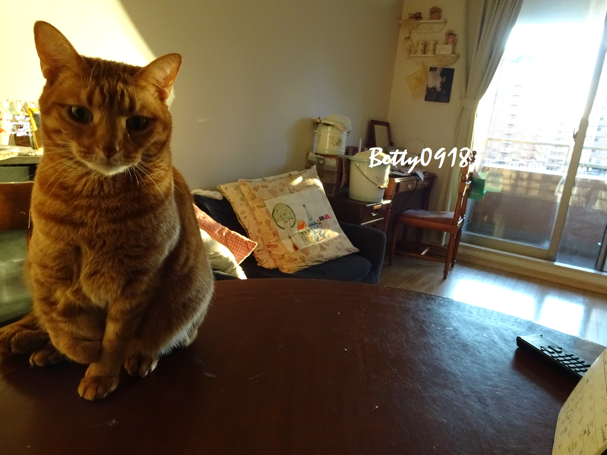 f:id:Betty0918:20200122173602p:plain f:id:Betty0918:20200122173602p:plain