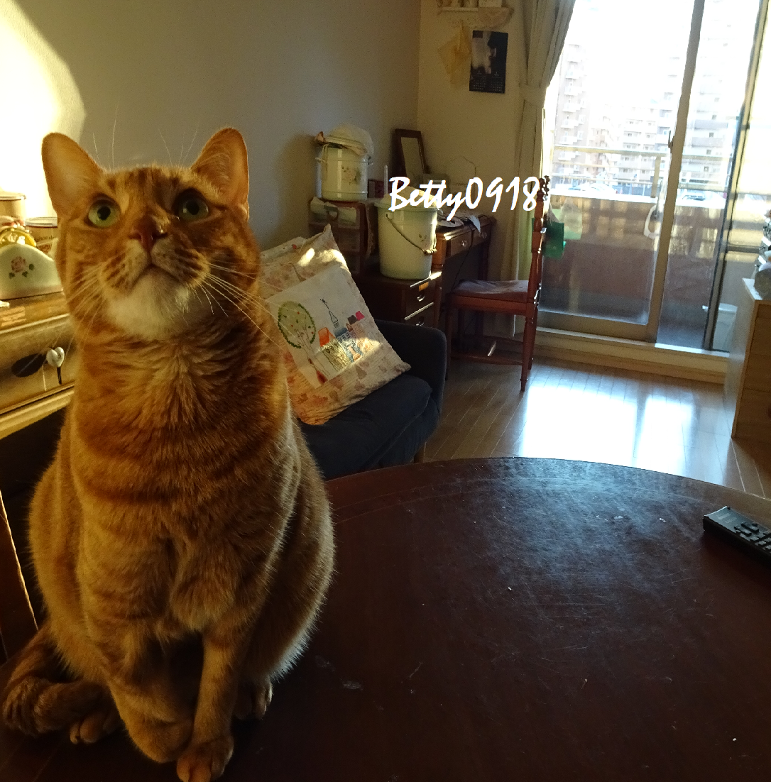 f:id:Betty0918:20200122174859p:plain f:id:Betty0918:20200122174859p:plain